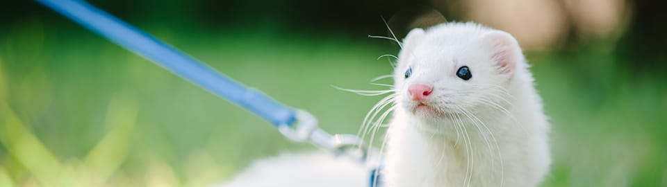 Dalmatian ferret hot sale